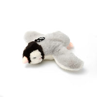 Pinguino